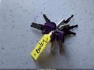 Torque Brechenridge Torque Image 7